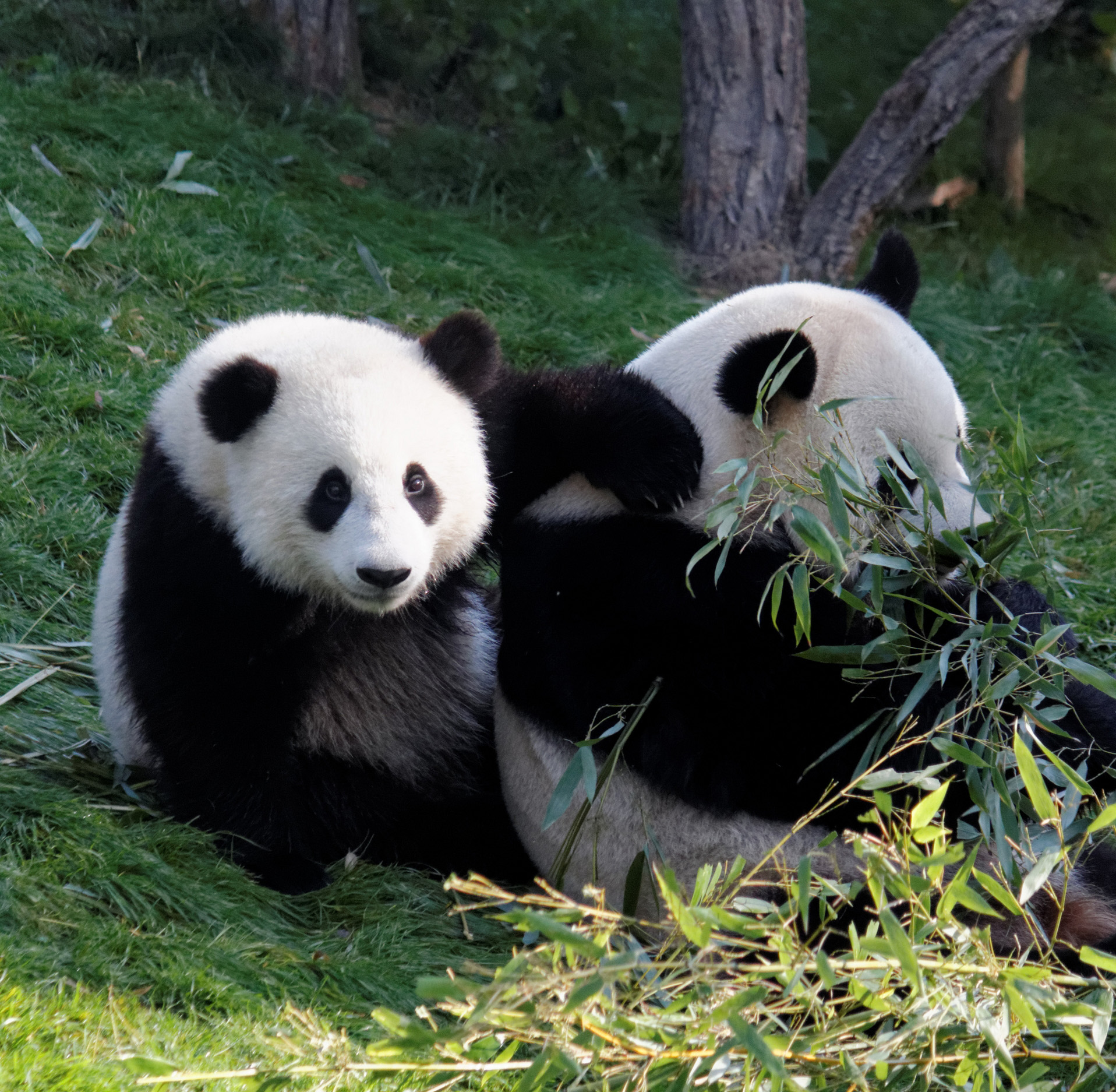 Les frères pandas